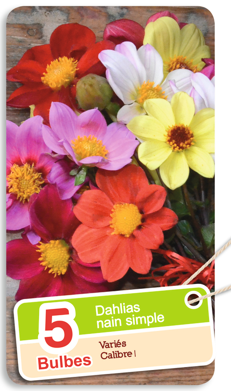 BULBES DE FLEURS  3360899422619 