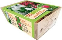 CAGETTE DE TULIPES ET MUSCARIS 3360899541549 (3360899541549)