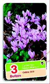 CYCLAMEN DE NAPLES