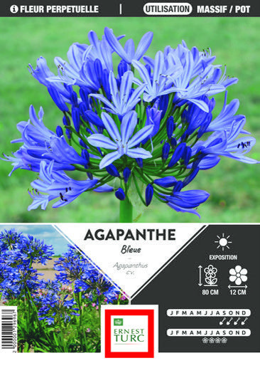 AGAPANTHE BLEUE 3360899559384 (3360899559384)