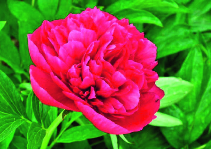  PIVOINE code EAN 3360899559445 