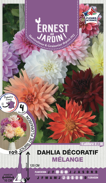 DAHLIA DECORATIF MELANGE I/II X4 

