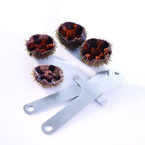 CISEAUX INOX A OURSIN--MT072522