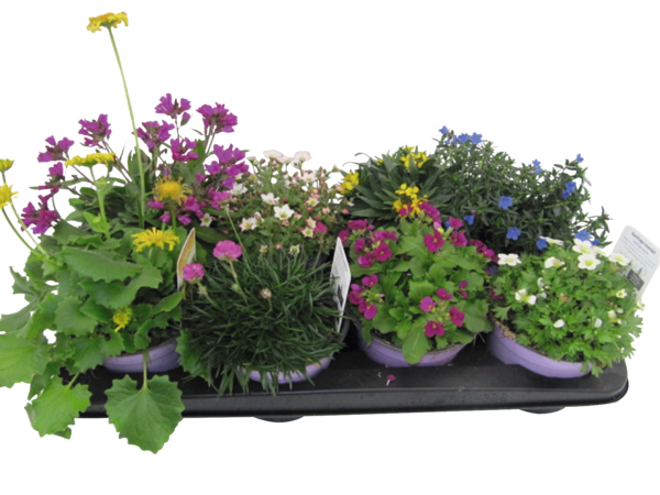  Vivaces code EAN 3366653581059 