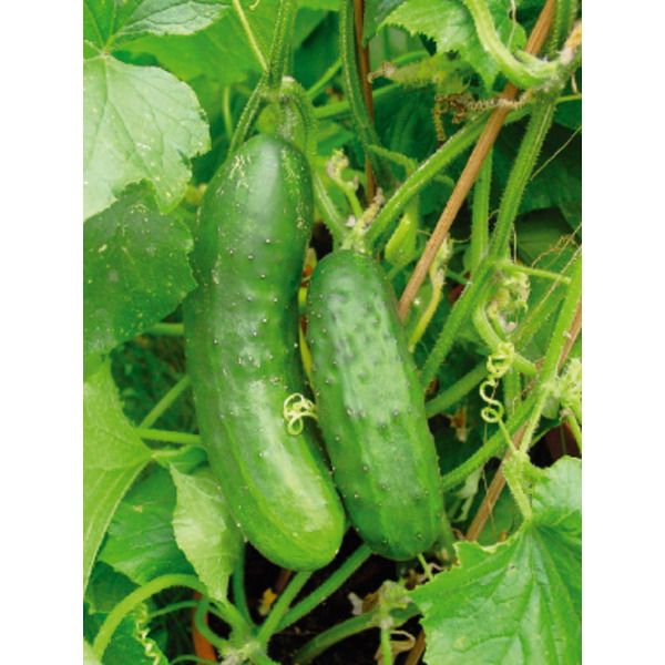  Plants De Legumes code EAN 3374290693080 