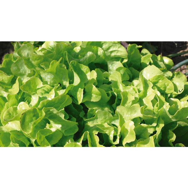  Salade Rouge Ou Verte code EAN 3374290693738 