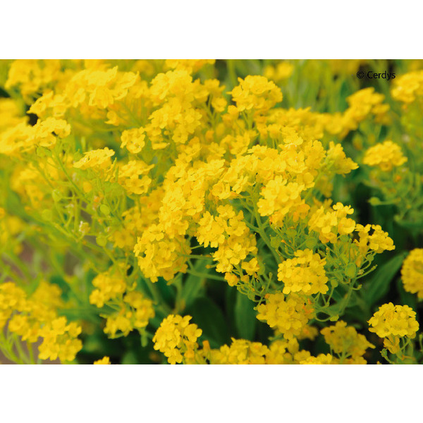  Plantes Vivaces  code EAN 3376302101453 