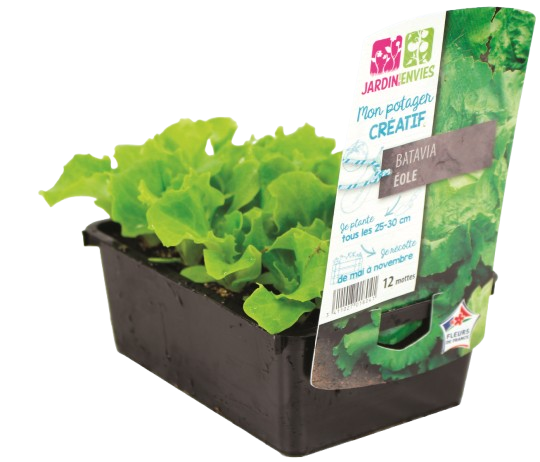 PLANTS DE BATAVIA VERTES 3411027018041 