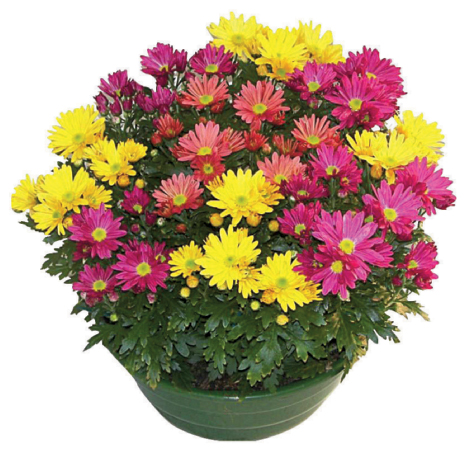 CHRYSANTHÈME AMÉRICAIN UNICOLORE OU MULTICOLORE COUPE 25 CM  3411027044149 (3411027044149)