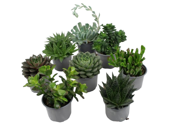  SUCCULENTE code EAN 3411027047188 