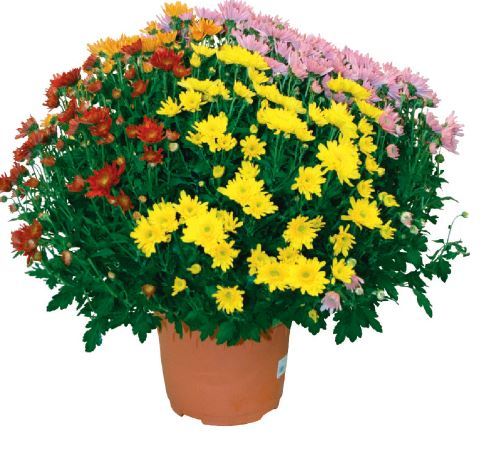 CHRYSANTHÈME POMPON QUADRICOLORE 3411027054766 (3411027054766)