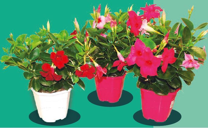 DIPLADENIA 3411027068749 