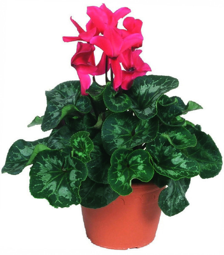  CYCLAMEN code EAN 3411027116921 