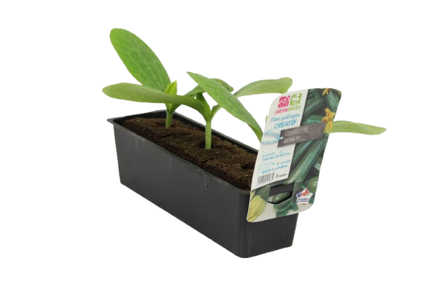  PLANTS DE COURGETTES code EAN 3411027131719 