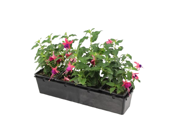  FUCHSIA RETOMBANT code EAN 3411027158556 