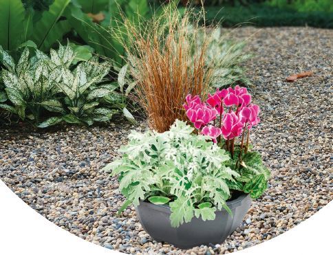COMPOSITION VARIÉE TOUSSAINT 3 PLANTES 3411027159973 (3411027159973)