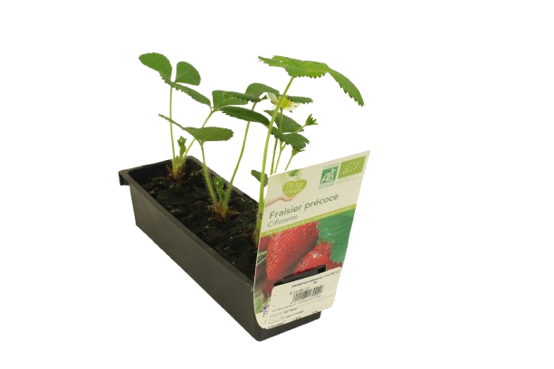 PLANTS DE FRAISIER GARIGUETTE BIO 3411027169637 PLANTS DE FRAISIER GARIGUETTE BIO 3411027169637
