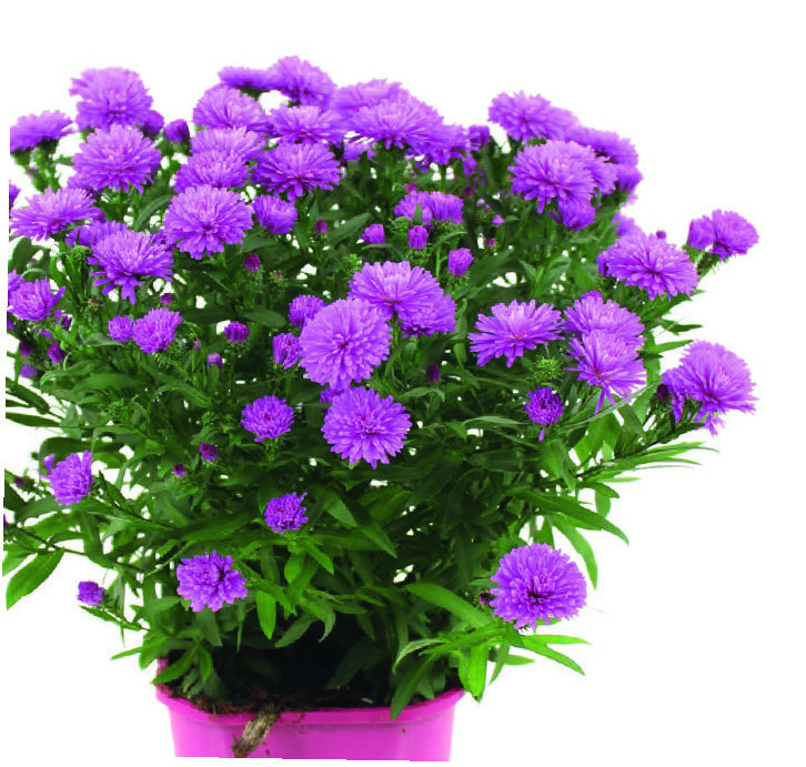  ASTER D'AUTOMNE code EAN 3411029665878 