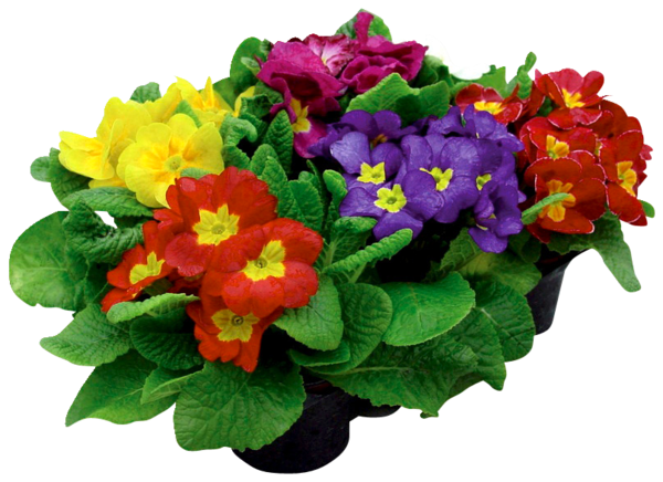  PRIMEVÈRE ACAULIS POT 10.5 CM  code EAN 3411029680321 