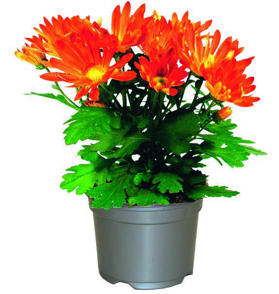  MARGUERITE D'AUTOMNE code EAN 3411029705369 