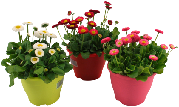  PÂQUERETTE BELLIS PERENNIS POT 10 CM  code EAN 3411029716358 