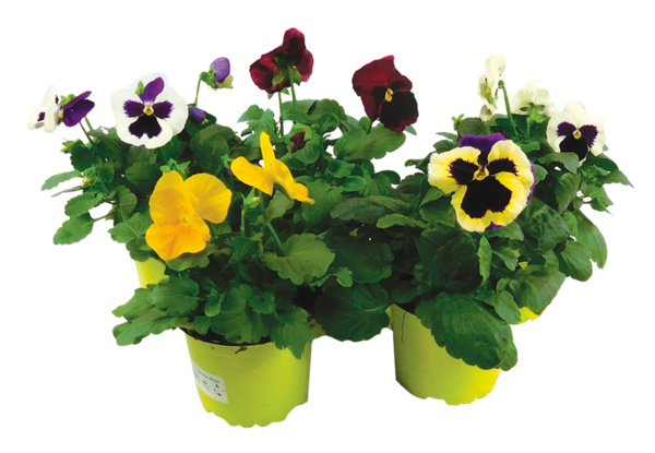  PENSEE POT 10 CM code EAN 3411029716648 