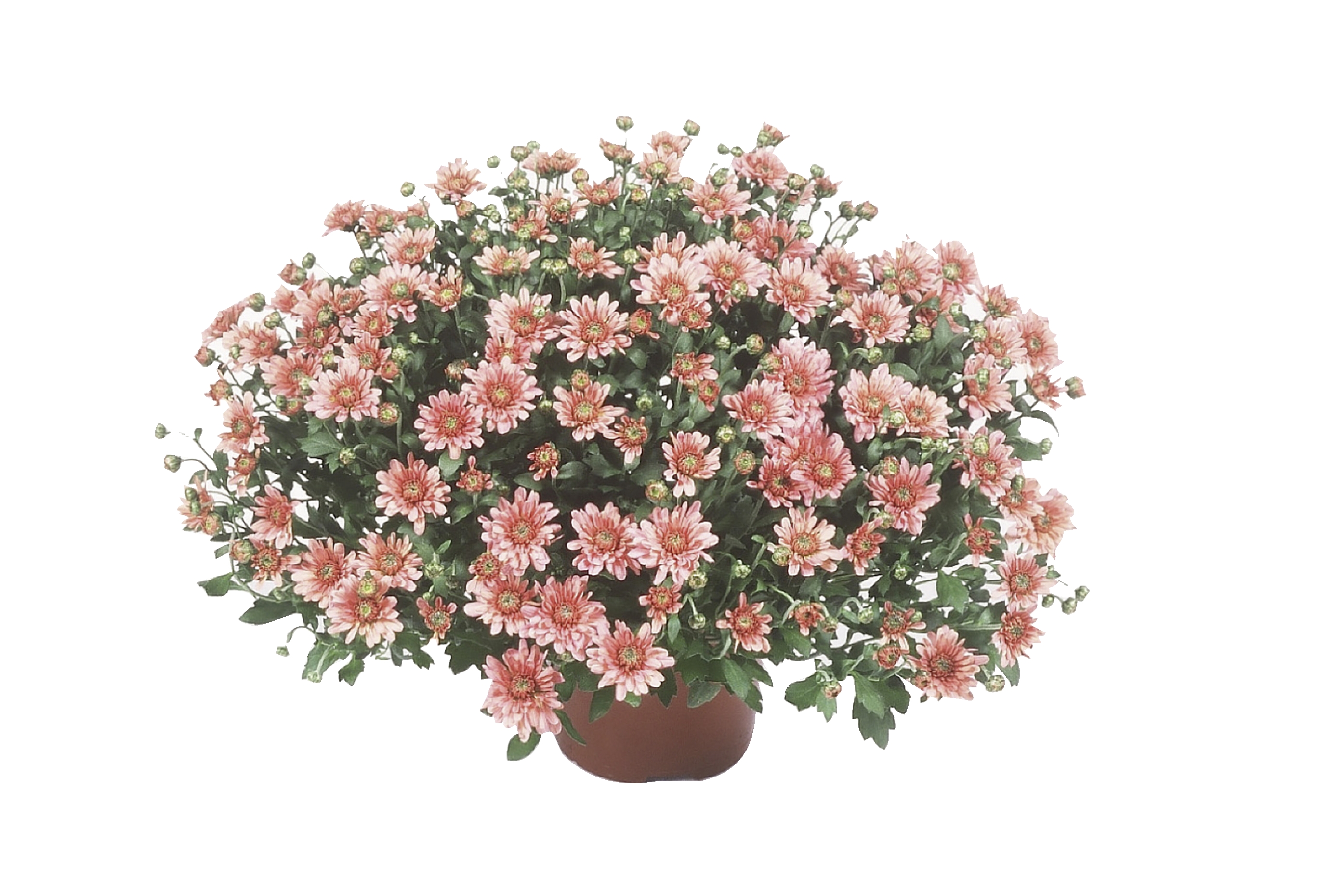 Chrysanthème pot 15 cm  3411029725602 (3411029725602)