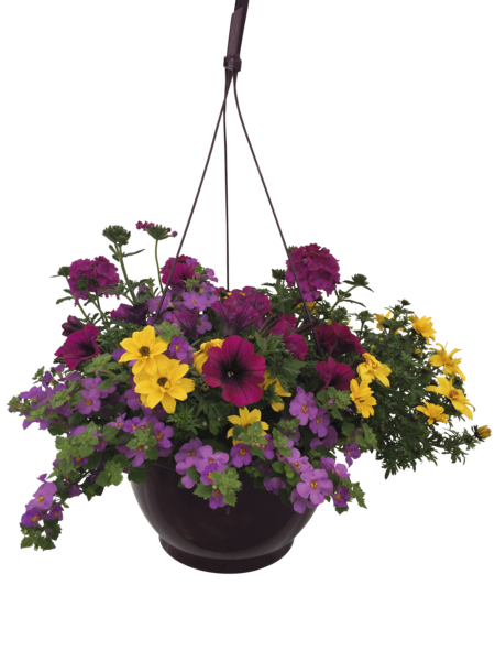  Suspension 6 L Ou Composition 3 Plantes code EAN 3419199803335 