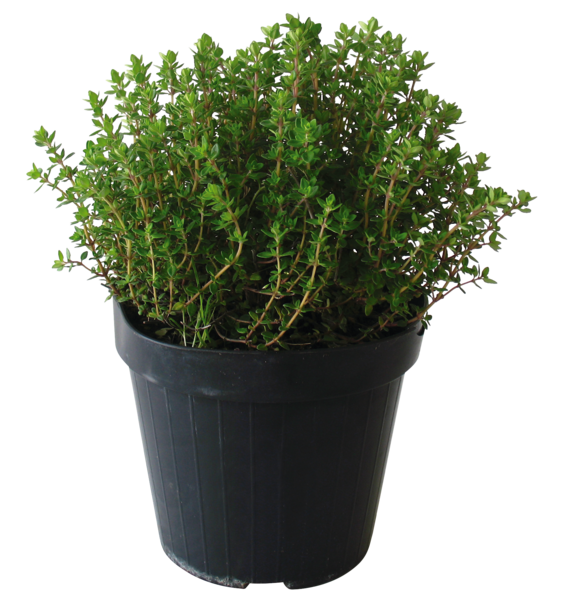 Plantes Aromatiques 3429240211729 