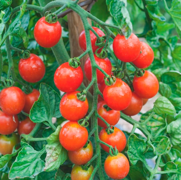  Plants De Tomates code EAN 3429240281500 