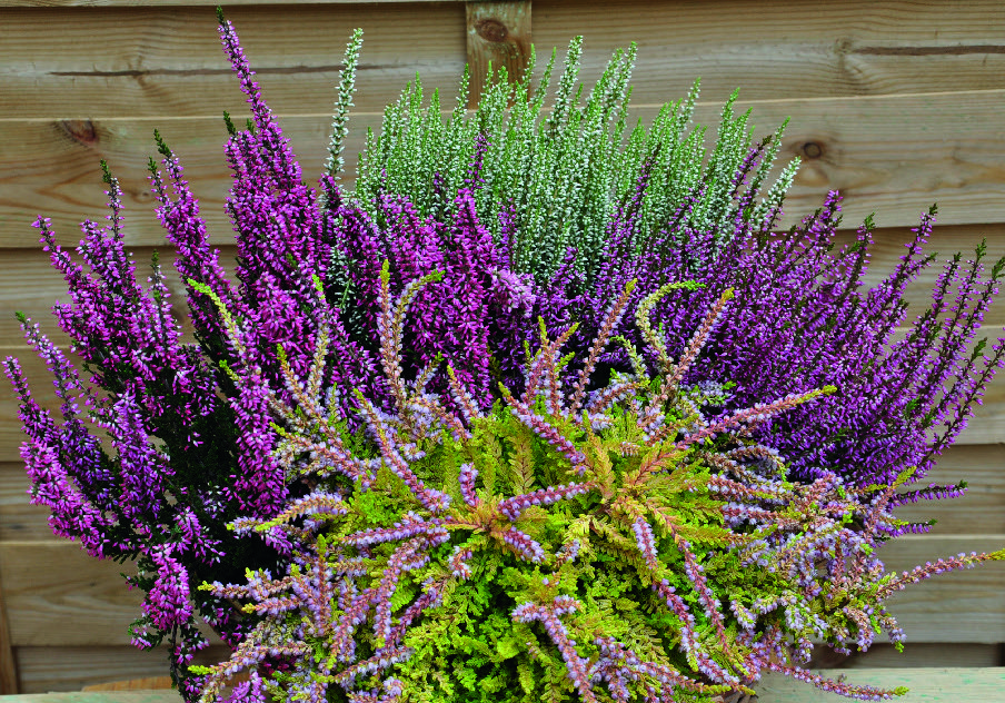  CALLUNA VULGARIS UNICOLORE code EAN 3436900015344 