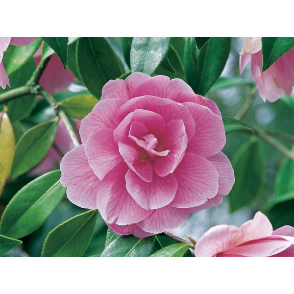  Camélia code EAN 3436900053551 