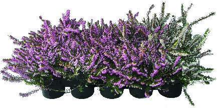 BRUYÈRE ERICA DARLEYENSIS 3436900068821 (3436900068821)