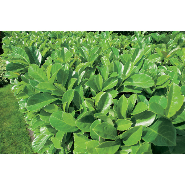  Laurier palme code EAN 3436900078721 