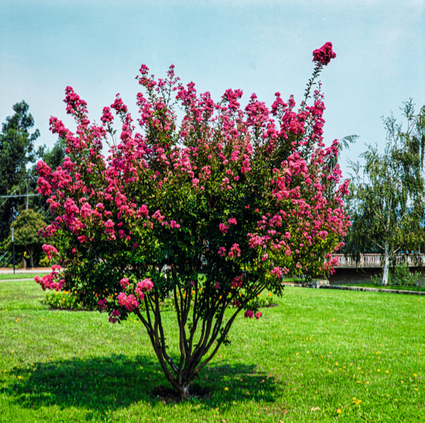  Lilas des indes code EAN 3436901062224 