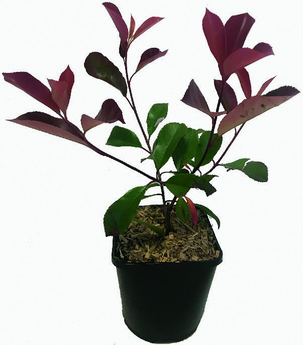  PHOTINIA code EAN 3436901071783 