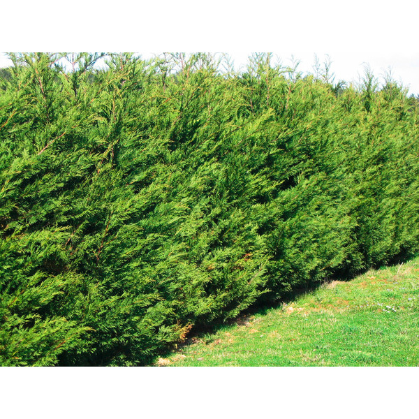  Cyprès de Leylandi code EAN 3436901219451 