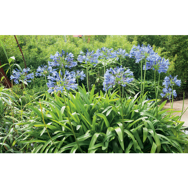  Agapanthe code EAN 3436901242534 