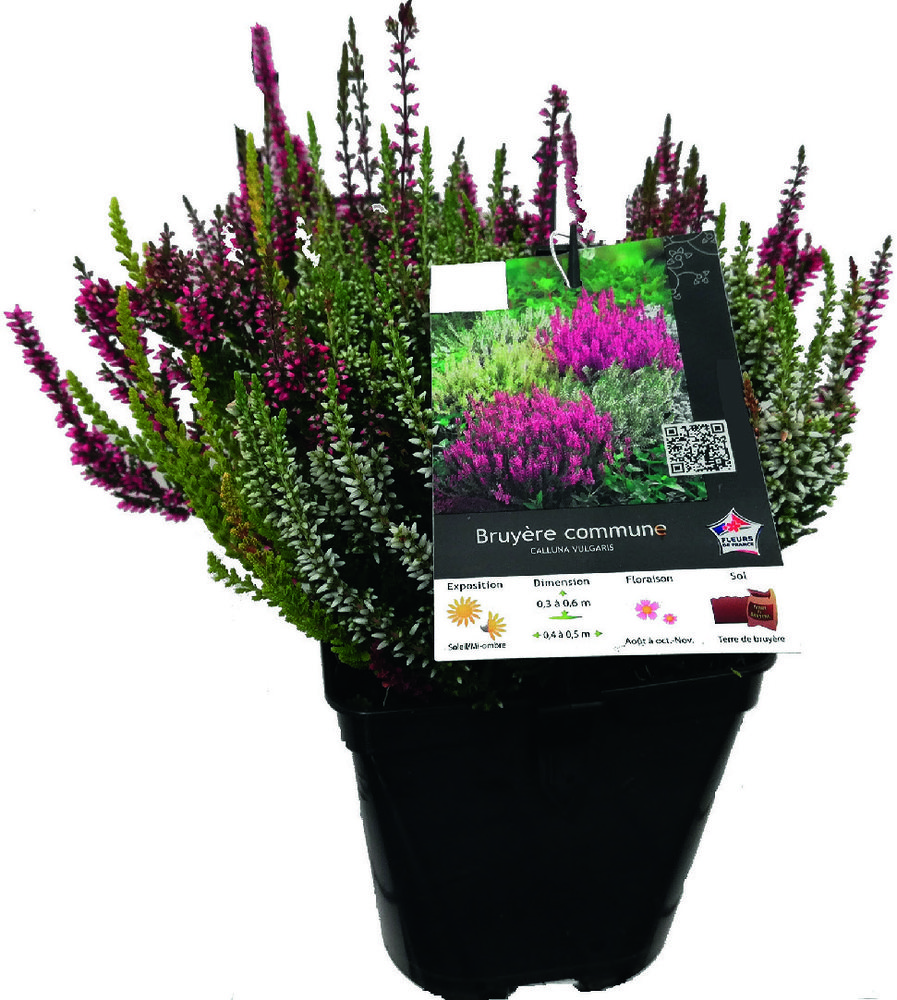  BRUYÈRE code EAN 3436901288686 