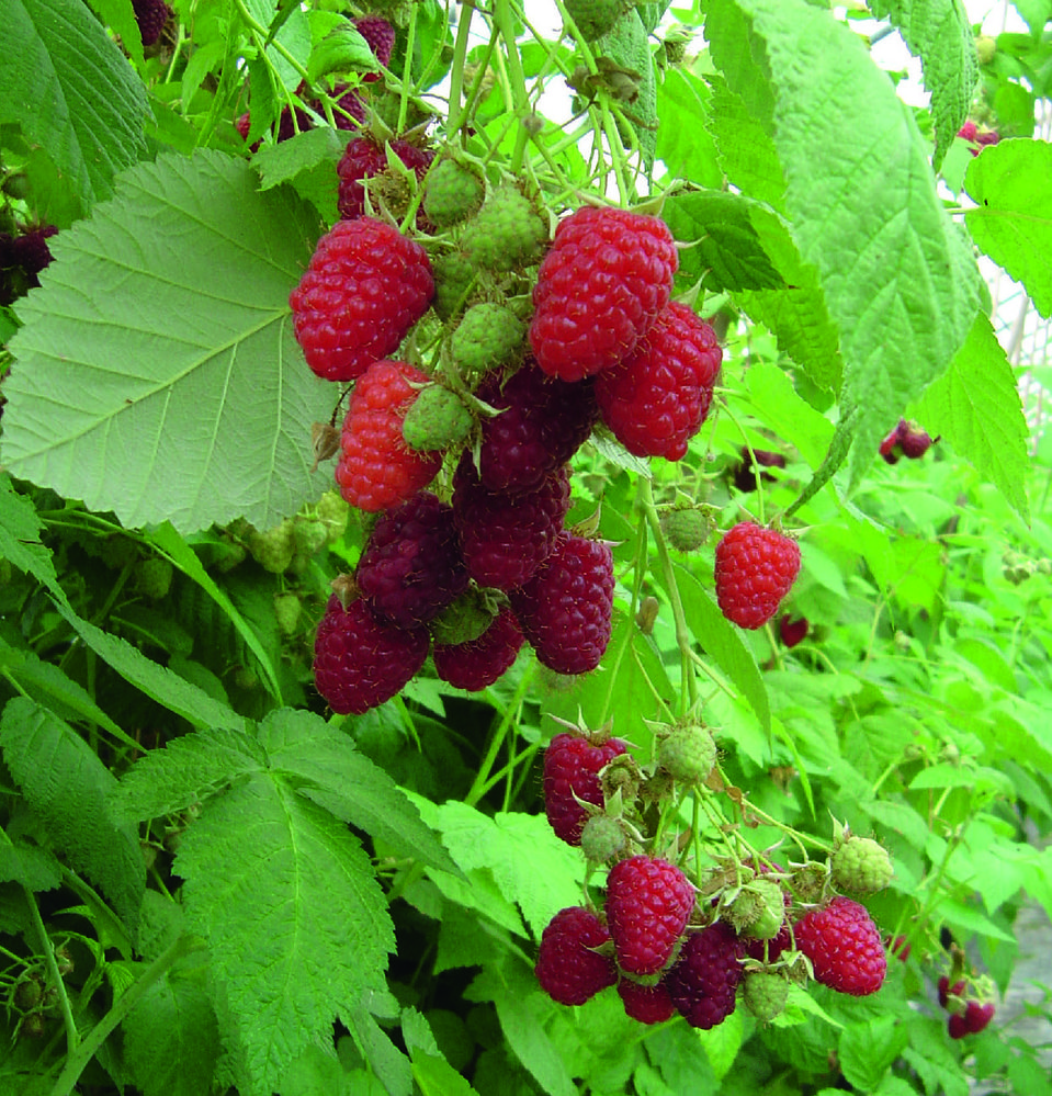  FRAMBOISIER “RUBUS IDAEUS” code EAN 3436901323769 