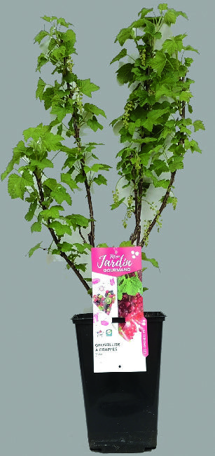  GROSEILLIER À GRAPPES code EAN 3436901323868 