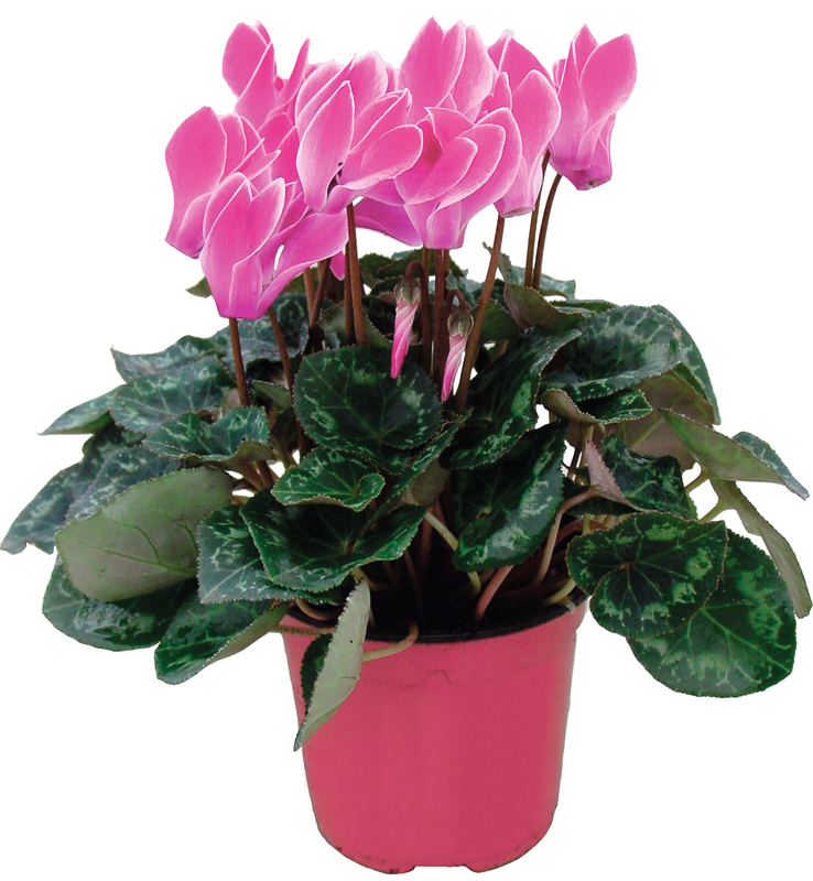 CYCLAMEN POT COULEUR 14 CM  3436901340032 (3436901340032)