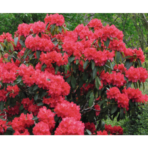  Rhododendron code EAN 3436901468316 