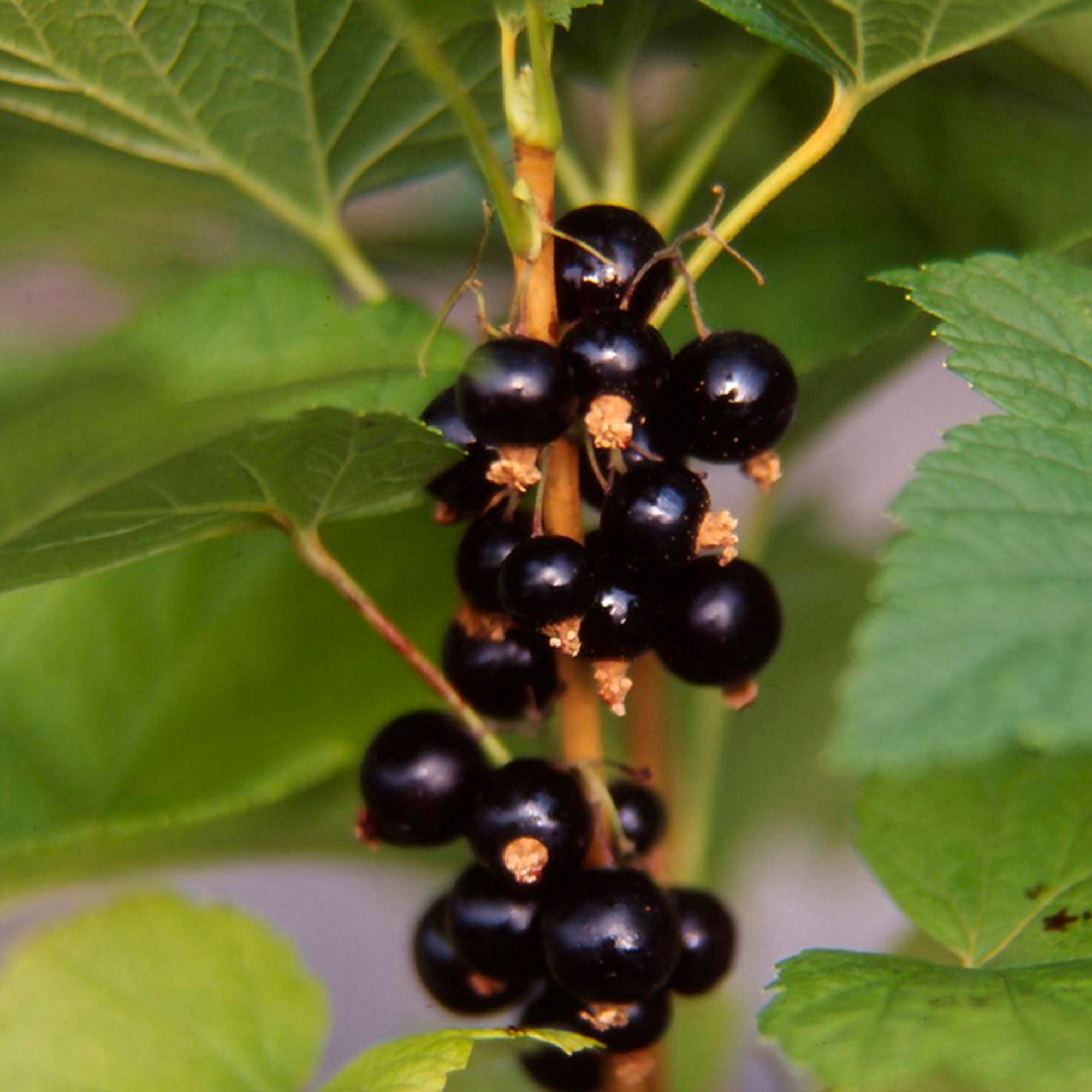 CASSISSIER "Ribes nigrum" 3436901481148 