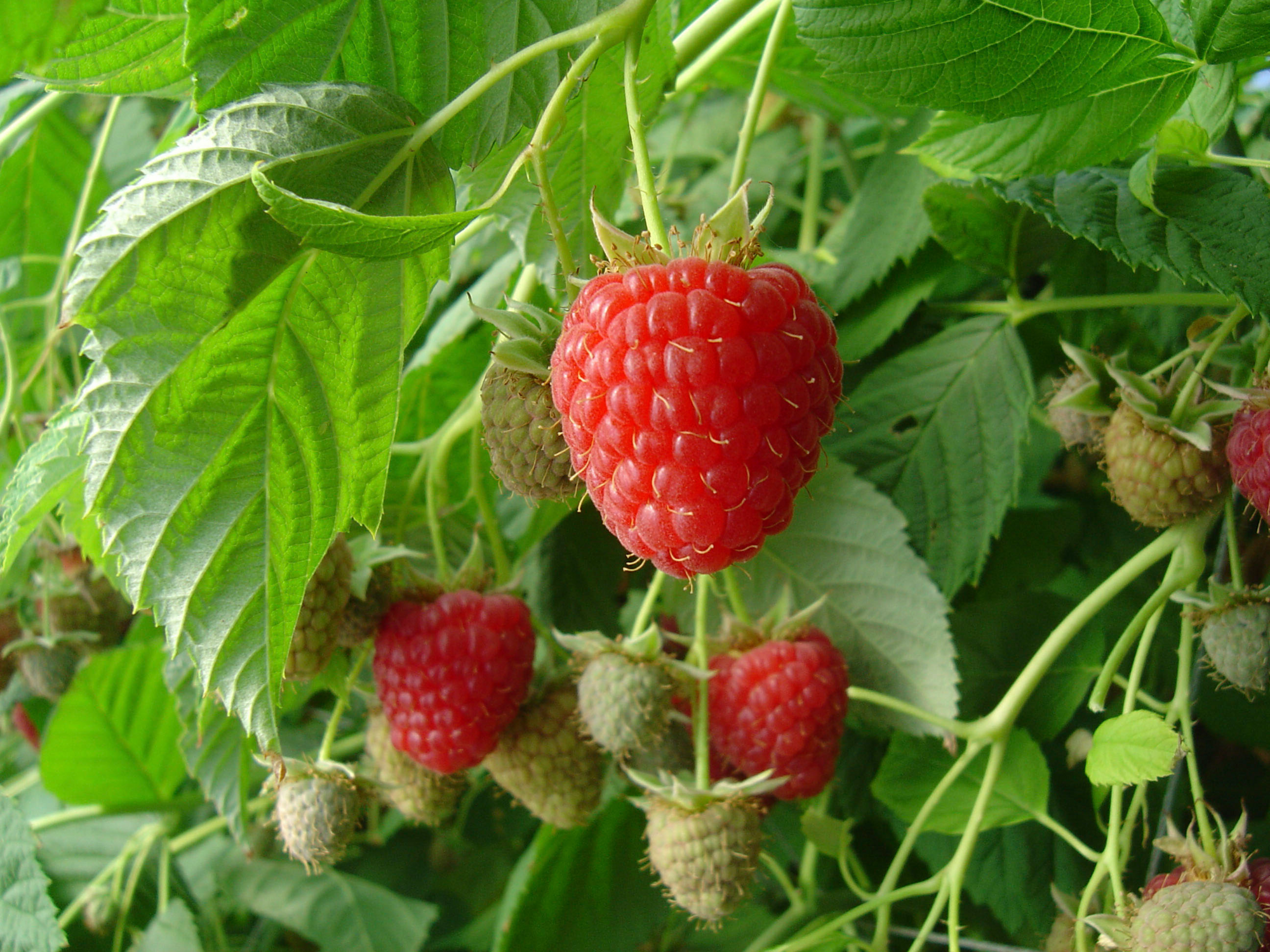  FRAMBOISIER code EAN 3436901481155 