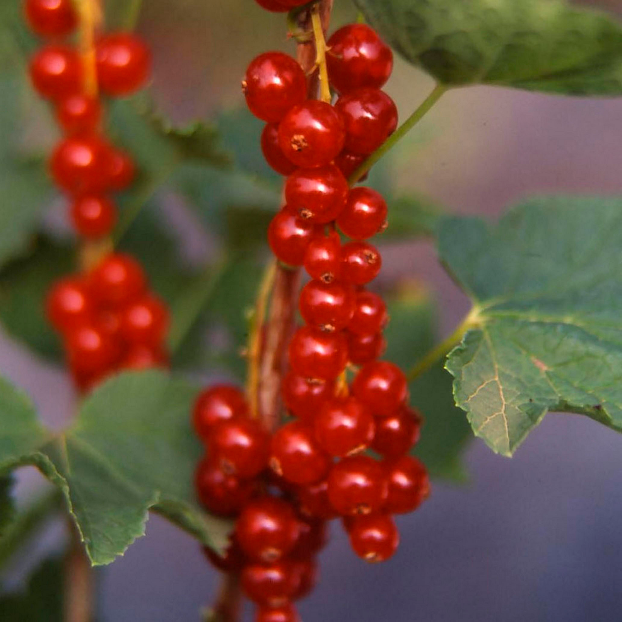  GROSEILLIER À GRAPPE "RIBES RUBRUM" code EAN 3436901481162 