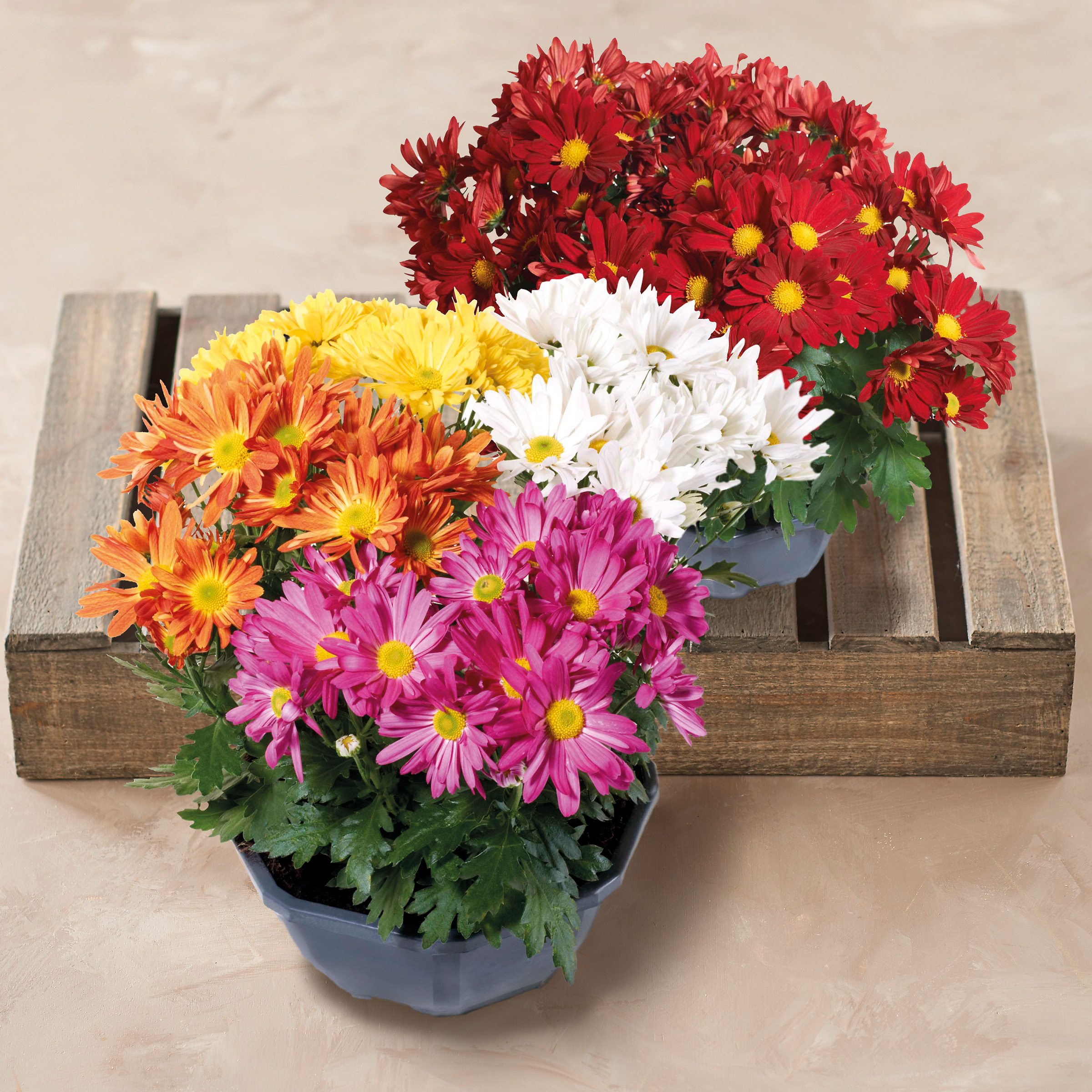  CHRYSANTHEME AMÉRICAIN UNICOLORE OU TRICOLORE code EAN 3436904161924 