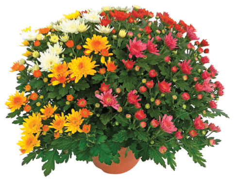 CHRYSANTHÈME POMPON MULTICOLORE POT 19 CM  3436904171930 (3436904171930)