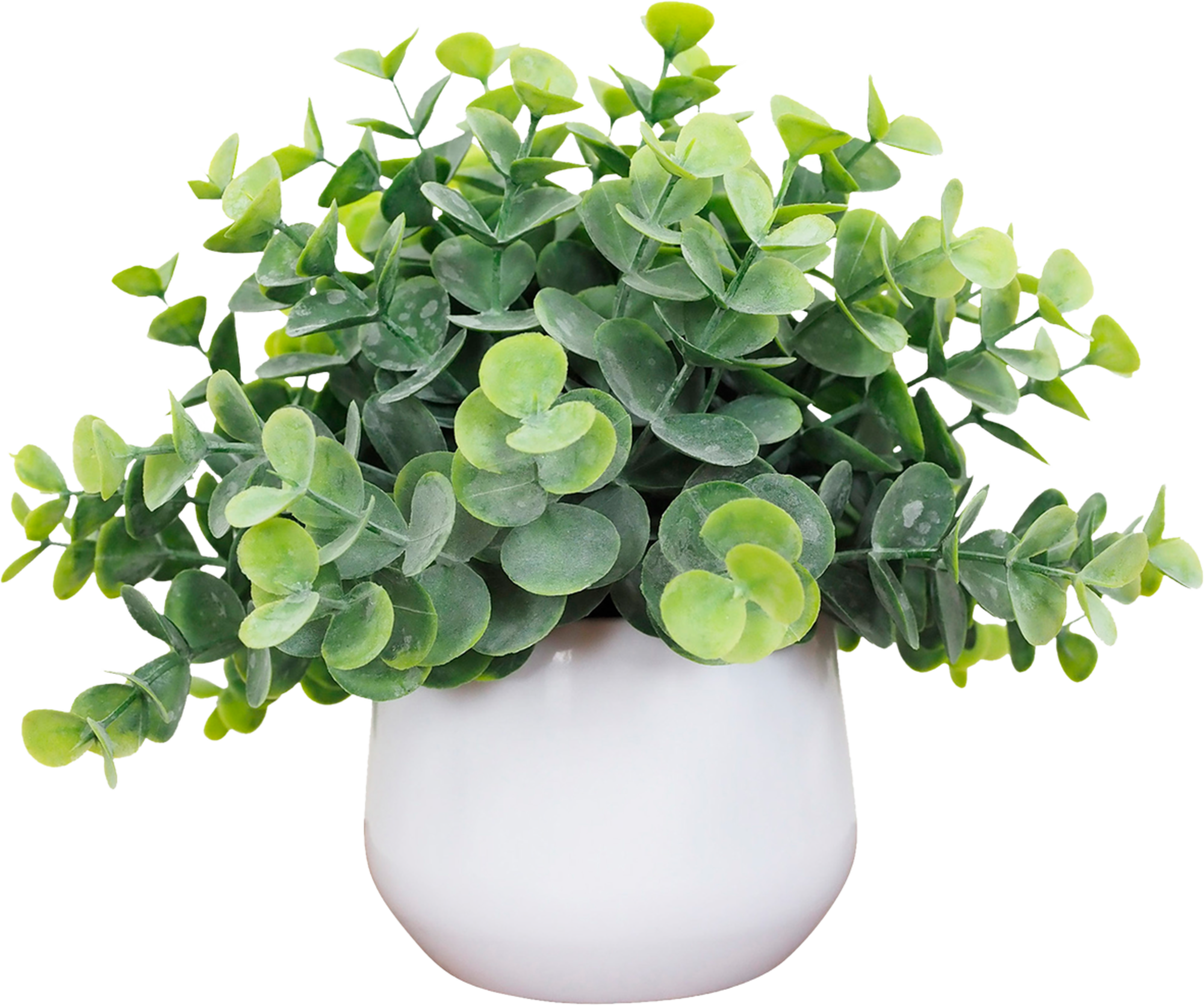  EUCALYPTUS EN POT BLANC BRILLANT code EAN 3448740060538 