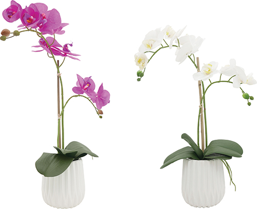  ORCHIDÉES code EAN 3448744316716 